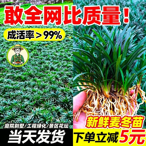 矮麦冬草玉龙草绿化草坪草皮托盘