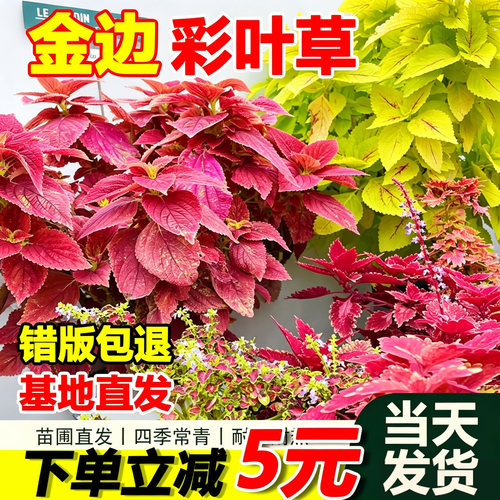 金边彩叶草盆栽红叶大苗绿植