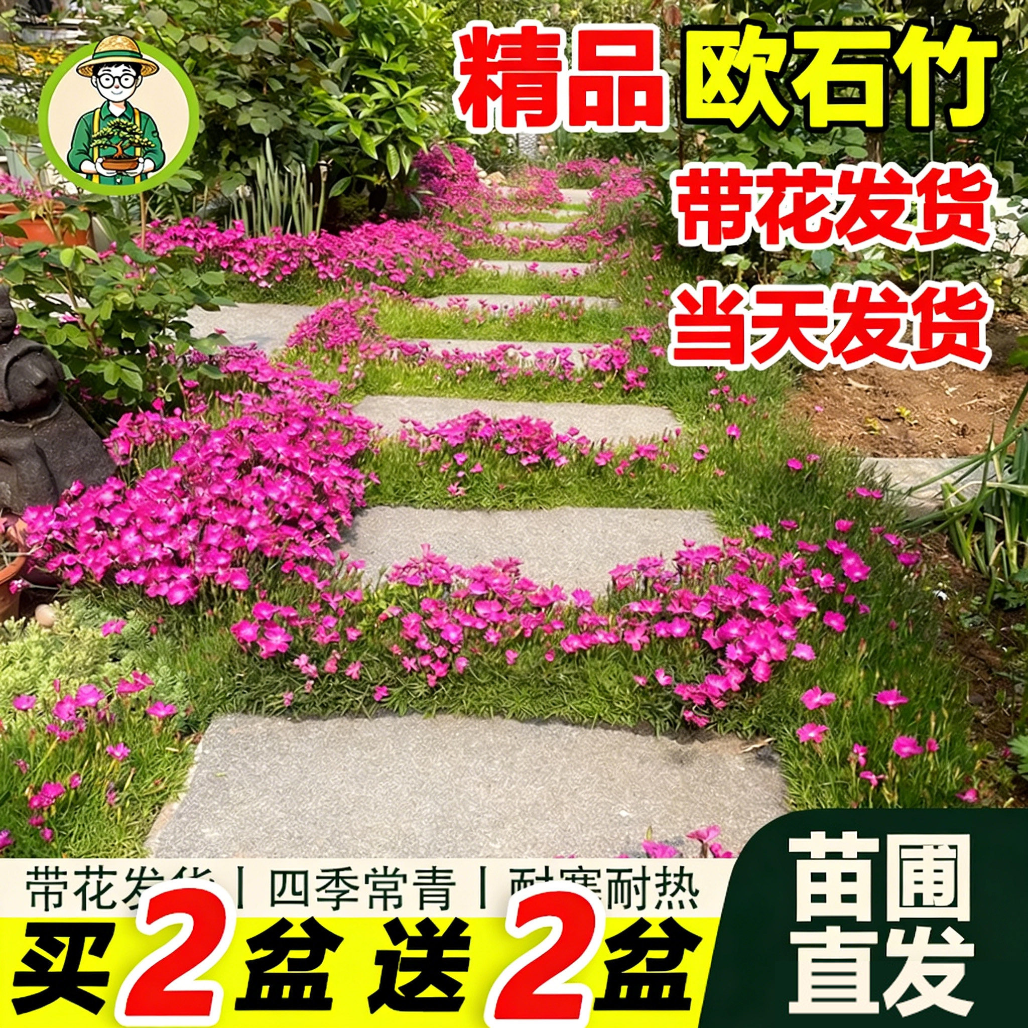 拾园记欧石竹开花苗易活带花苞耐寒热室内外庭院草坪花园常绿植物