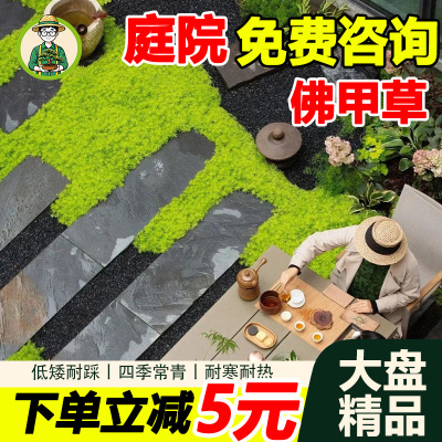 拾园记黄金佛甲草皮地被绿植