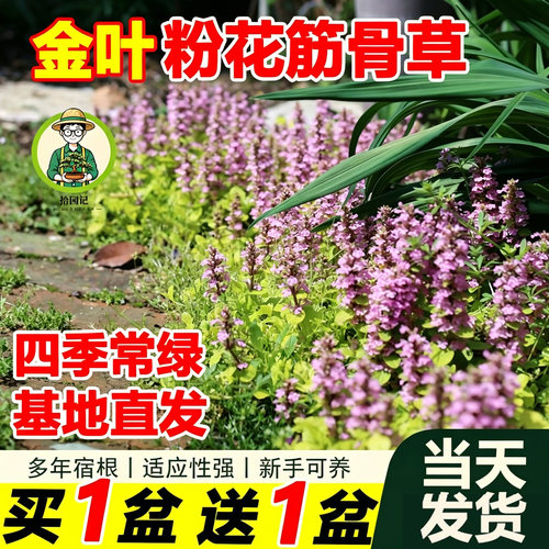 筋骨草金叶粉花四季绿植常绿