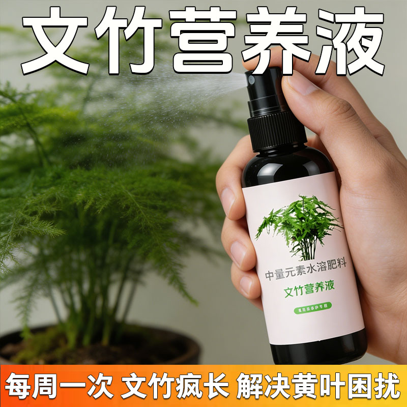 文竹专用营养液治叶子发黄盆栽
