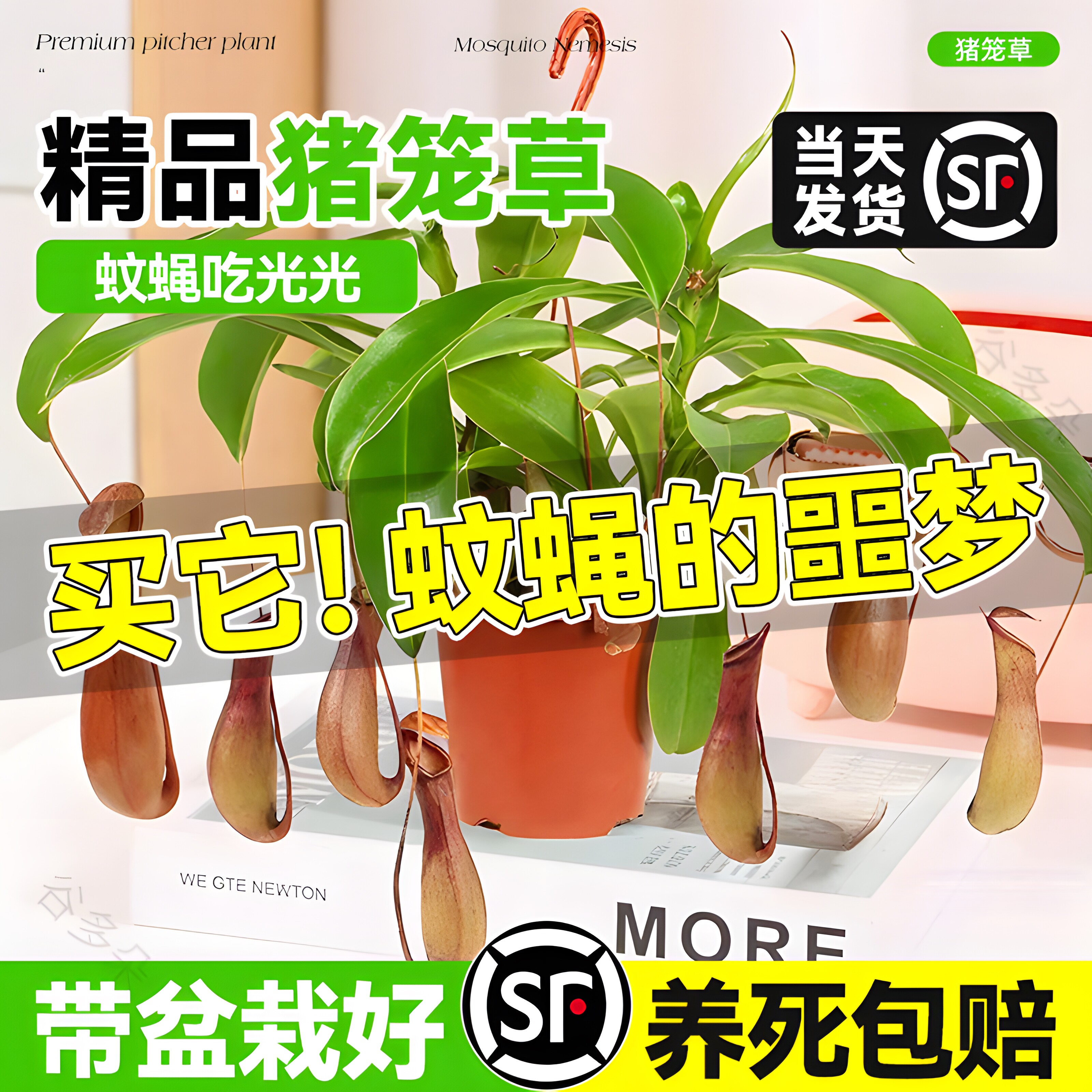 猪笼草捕蝇草大号盆栽阳台庭院食虫驱蚊植物室内趣味花卉绿植吊盆