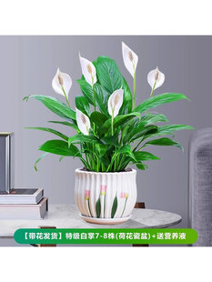 白掌盆栽一帆风顺绿萝箩花卉植物室内花水培红掌绿植办公室发财树