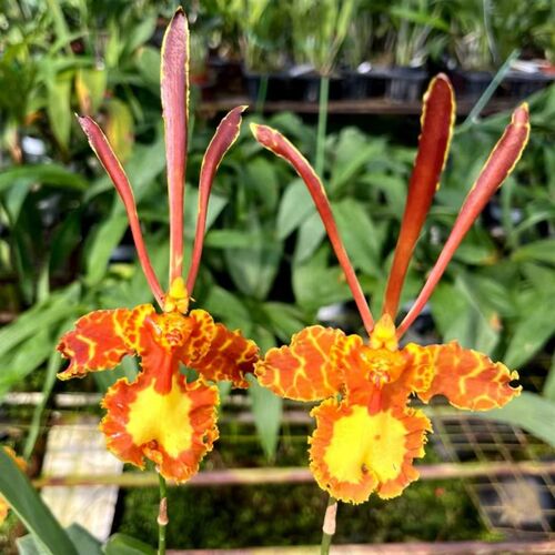 文心兰跳舞兰齐天大圣原盆连体带花苞带花剑室内办公室兰洋兰花卉