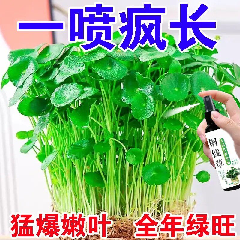 【植物疯长】铜钱草营养液免稀释专用肥预防黄叶干枯促发芽长绿叶