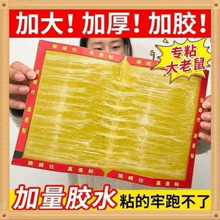 【布阵简单】家用超强力粘鼠板捉粘大老鼠贴加大沾胶抓灭鼠捕鼠