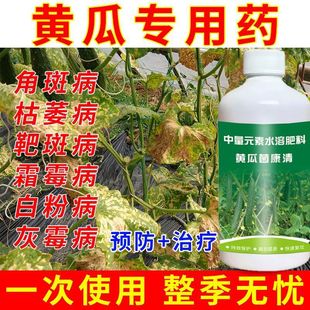 黄瓜病菌清叶面肥料水果黄瓜长黄瓜旱黄瓜蔬菜专用复合微生物菌剂
