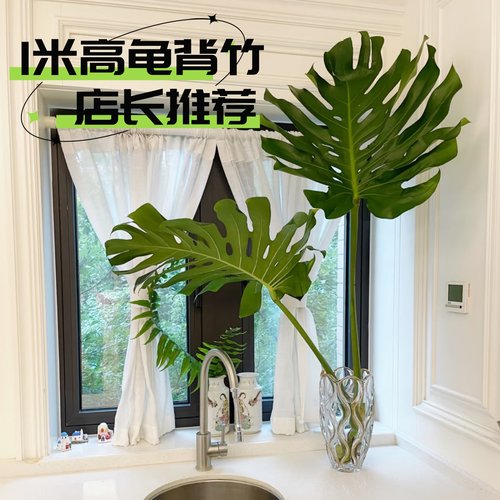 龟背竹水培植物室内大盆栽一棵两叶高颜值大叶绿植好养活四季绿植