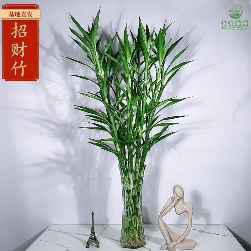 招财竹细叶富贵竹招财四季常青卧室客厅净化空气桌面植物水培绿植