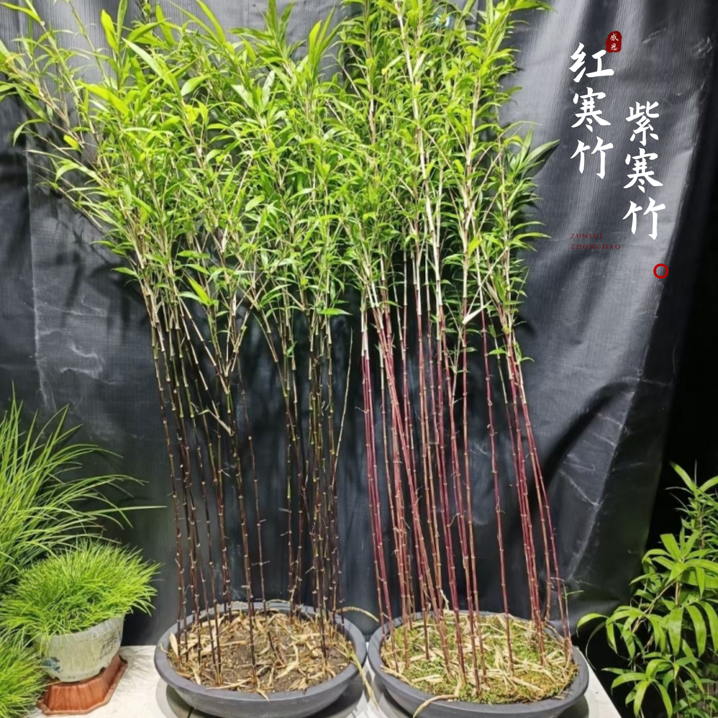 基地直发耐寒红寒竹朱竹紫寒竹室内养绿植禅意竹子盆栽高档观赏竹
