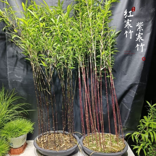 基地直发耐寒红寒竹朱竹紫寒竹室内养绿植禅意竹子盆栽高档观赏竹
