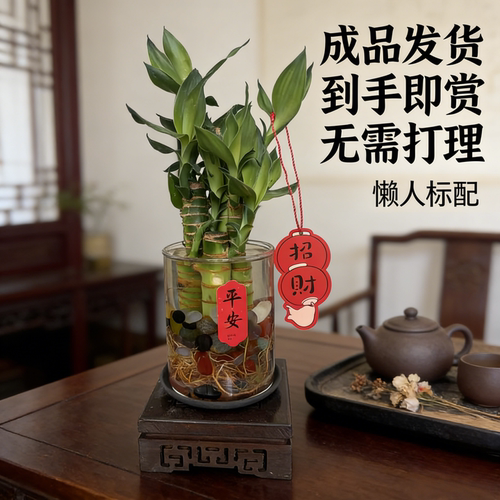 水培植物富贵竹盆栽室内文昌竹创意桌面绿植招财节节高绿植开运竹