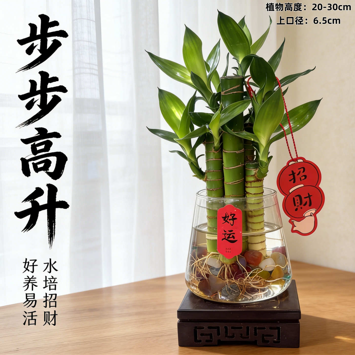 水培植物富贵竹盆栽室内文昌竹创意桌面绿植招财节节高绿植开运竹