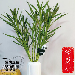 带根招财竹细叶富贵竹水培植物盆栽绿植室内水养转运竹净化空气