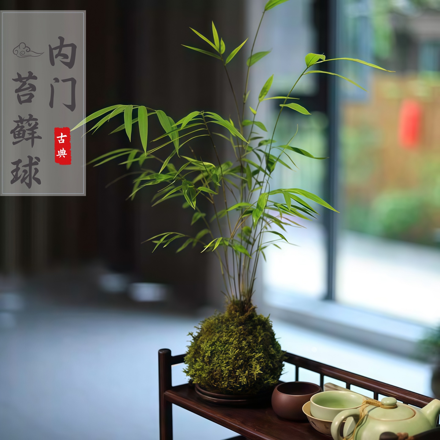 水培植物苔藓球内门竹发财树苔藓球室内办公室玄关绿植桌面绿植