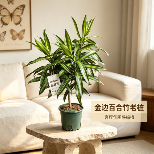 金心百合竹绿植室内桌面盆栽客厅电视柜旁茶桌四季绿植好养活植物