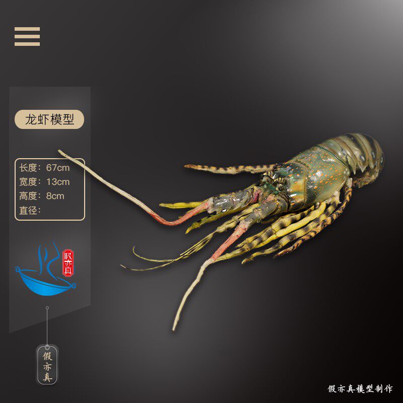仿真龙虾模型澳洲大小龙虾青龙海鲜道具海洋生物样品酒店窗柜展示
