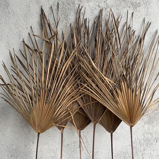 棕榈叶干树枝家居装饰蒲葵叶棕树叶干花造景婚庆道具拍摄5片
