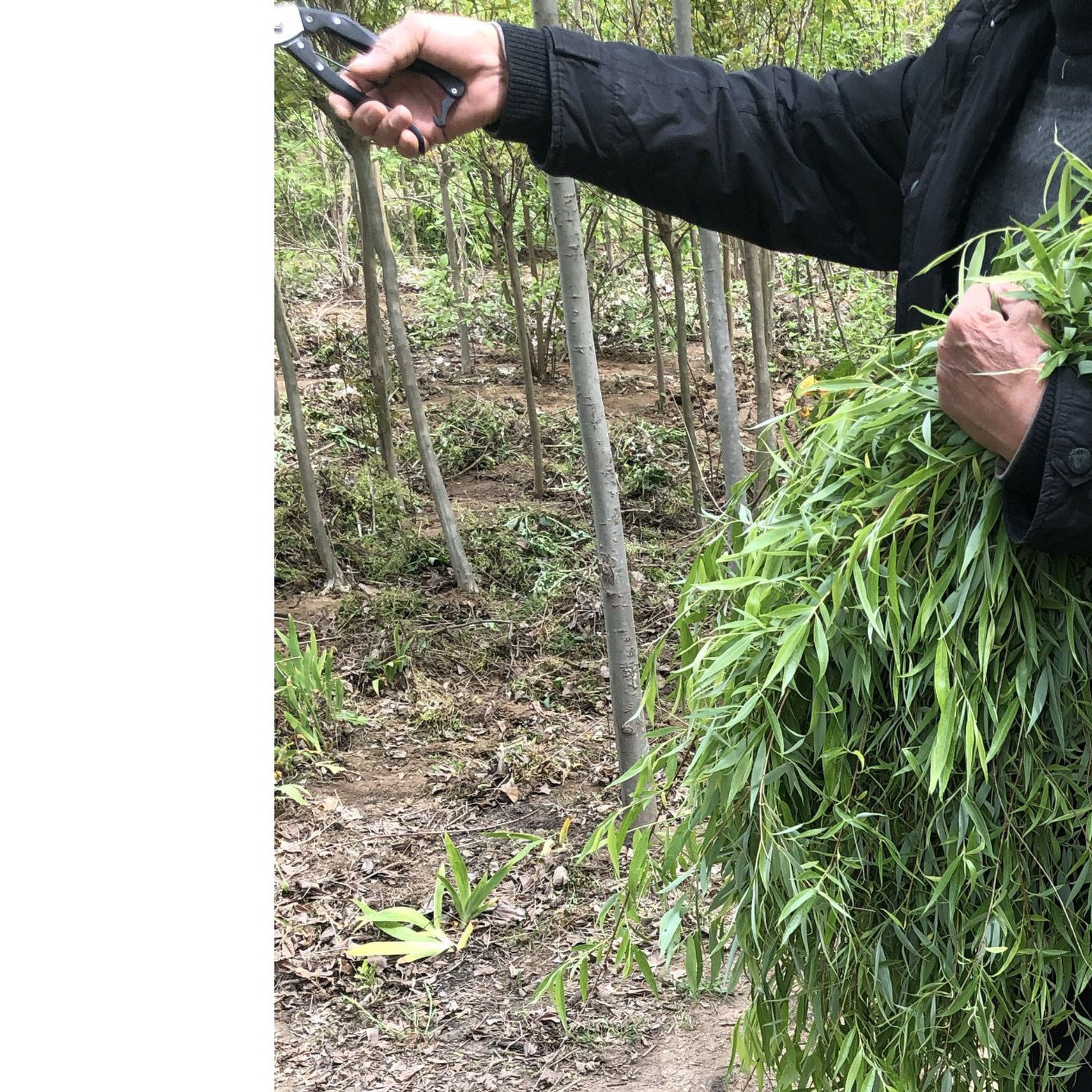 天然真柳条招财留住财运鲜柳树枝条拍摄道具手工花环教财活动