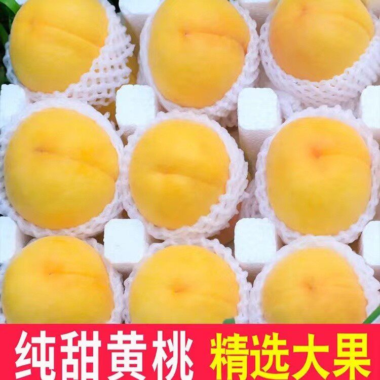 新鲜头茬锦绣黄桃徐州黄桃当季水果脆甜多汁