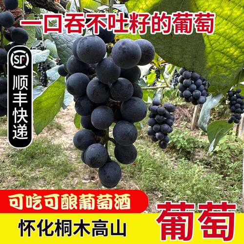 杨橙林怀化桐木高山刺葡萄可吃可酿葡萄9含有丰富花青素