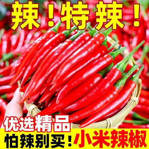 山东头茬小米辣椒新鲜现摘朝天椒辣椒炒菜尖椒薄皮辣椒100g起