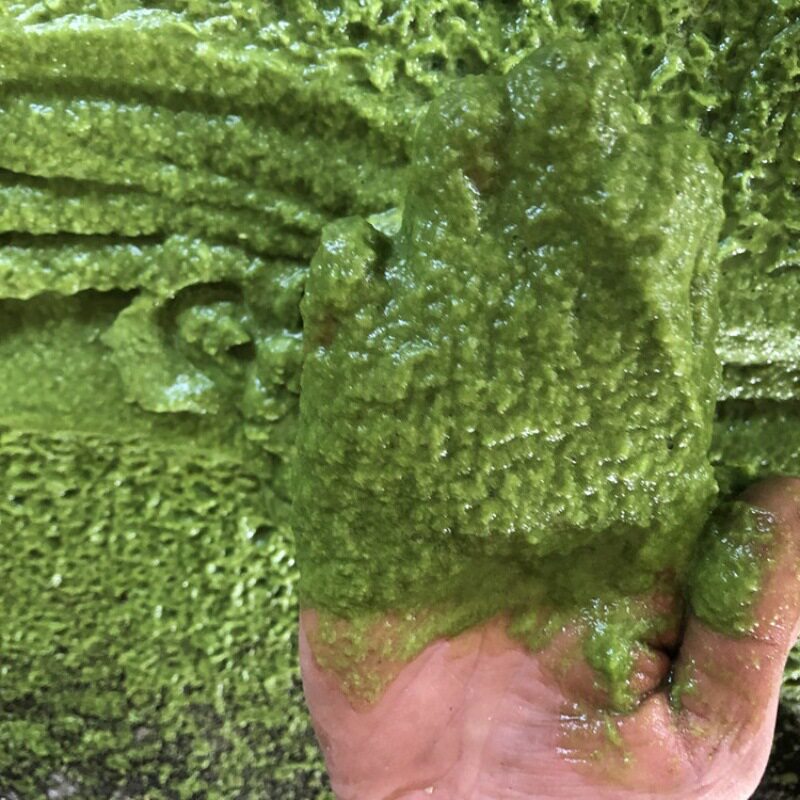 高水份浒苔粉碎机 秸秆牧草发酵猪饲料流水线 瓜果菜秧尾菜打浆机