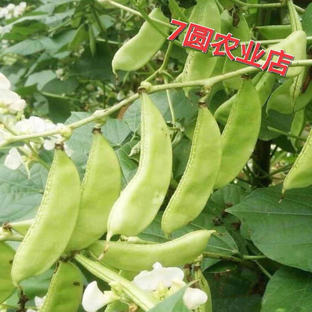 农家传统土绿扁豆种子 眉豆种子老种子 非转基因 非杂交 可留种