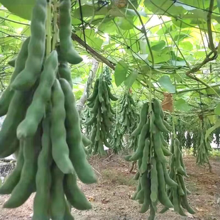 龙爪豆种子狗仔豆狗爪豆虎爪豆猫爪豆狗毛豆虎老豆狗古豆九豆种子