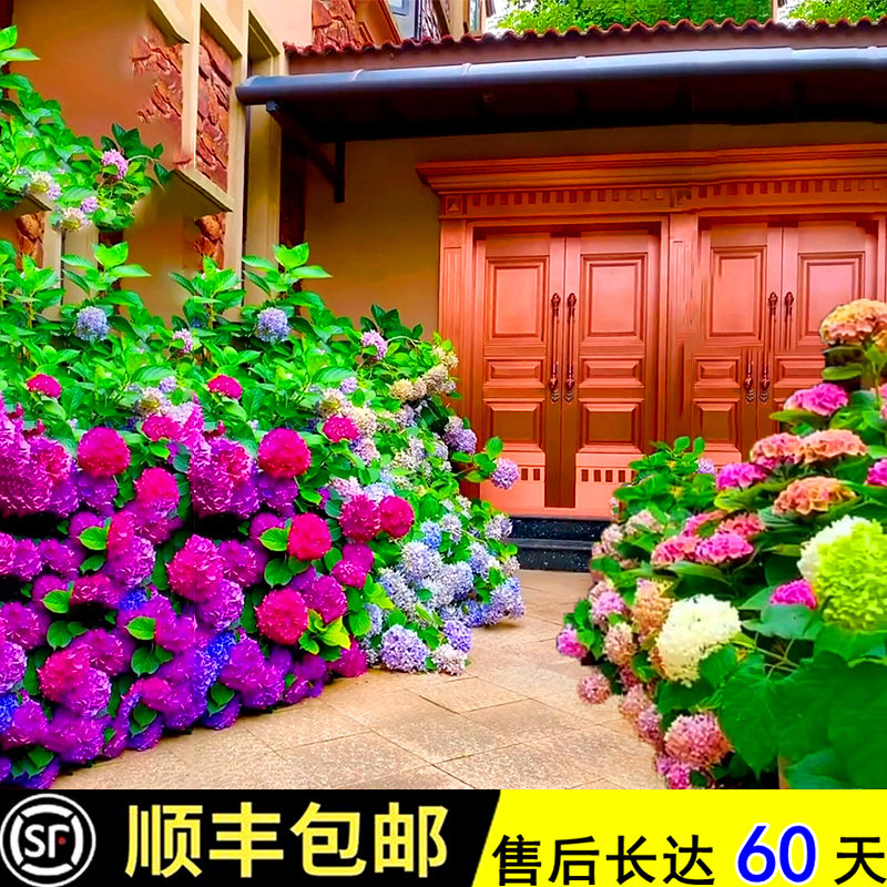 绣球花苗盆栽植物多季开花阳台母本大花苗带花苞八仙大花庭院花园