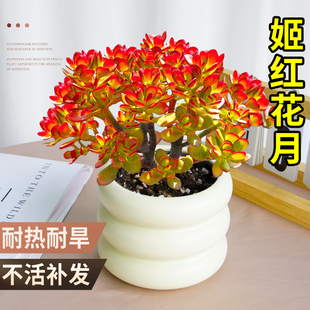 姬红花月老桩红叶玉树多肉植物盆栽绿植花卉精品罕见办公室内好养