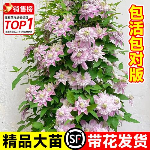 铁线莲大苗带花苞爬藤植物约瑟芬魔法喷泉苗花卉四季阳台庭院盆栽