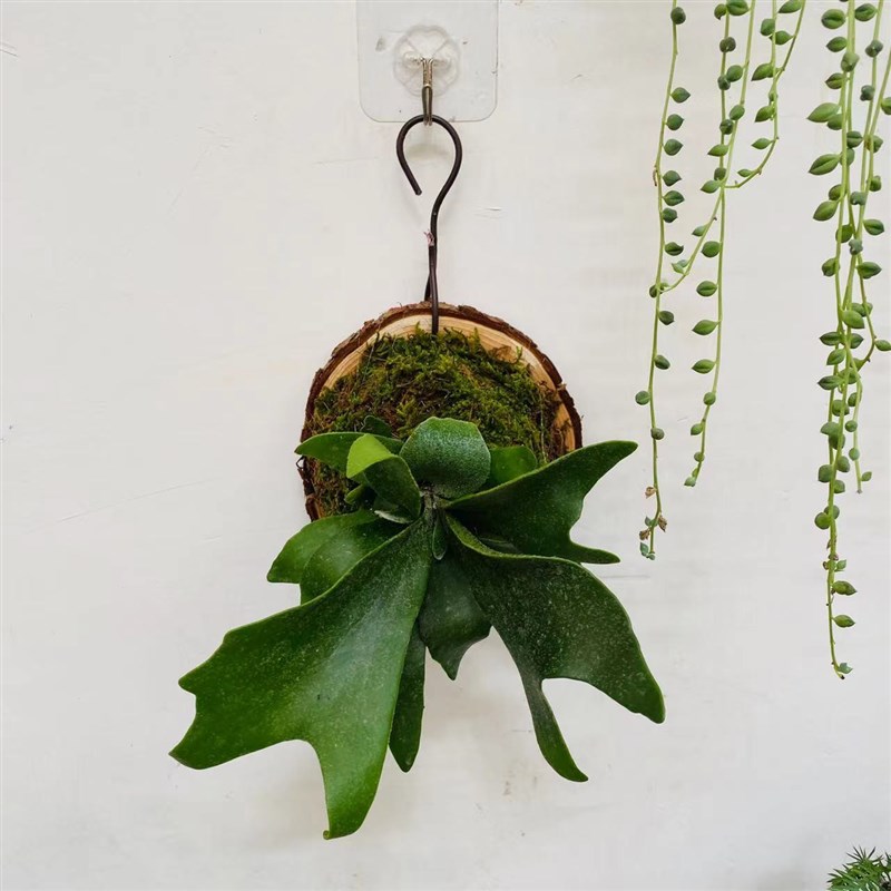 鹿角蕨板植挂板二岐鹿角蕨挂墙绿植苔藓蕨类植物盆栽水培垂吊壁挂