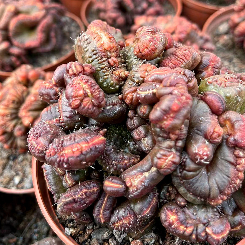 红高砂缀化石化多肉植物仙人球办公室内防辐射耐高温沙漠植物直销