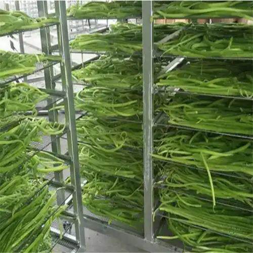 贡菜干燥波脱水设输送带式木耳ENE备烘干杀菌机实力微设备厂家