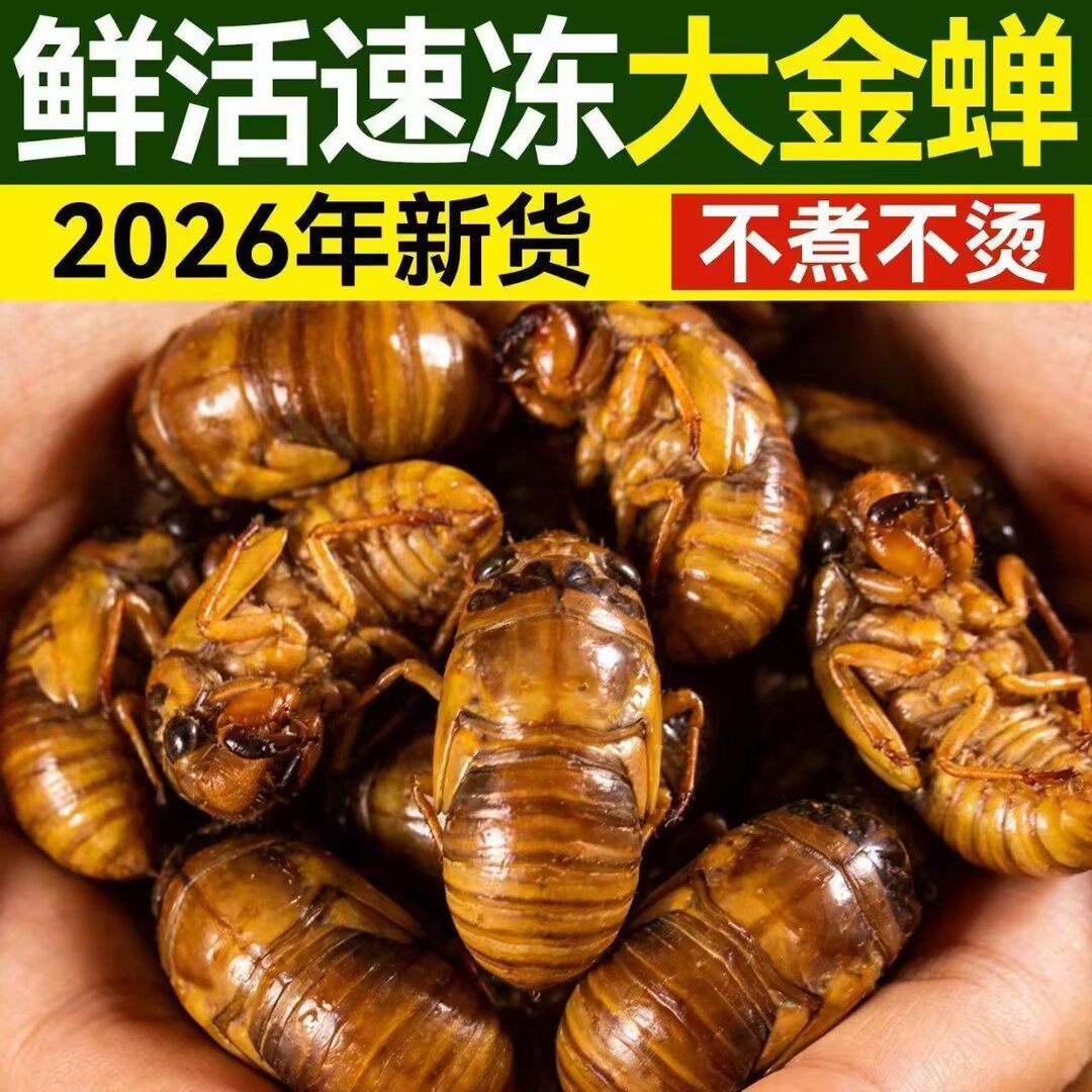 巨大个新鲜知了猴！金蝉山东特产