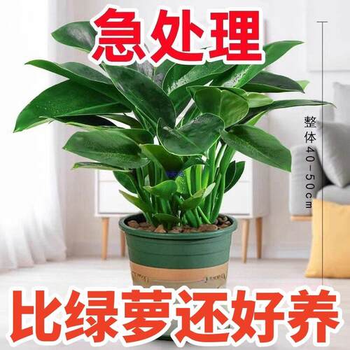 12大叶金钻盆栽绿萝箩水培绿公主室内好养盆栽植物四季好养花卉