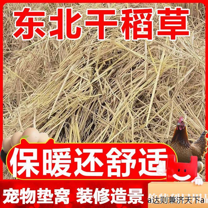 新稻草天然宠物鸡窝草干稻草牛羊猪饲料狗鸭窝草道具谷草秸秆
