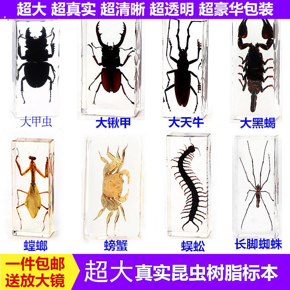 真实树脂昆虫标本真虫甲虫蜘蛛锹甲天牛蝎子蜈蚣螃蟹螳螂标本摆件图片