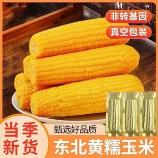刘老杆东北黄糯玉米新鲜软糯黄粘苞玉米现摘真空装早餐饱腹玉米棒