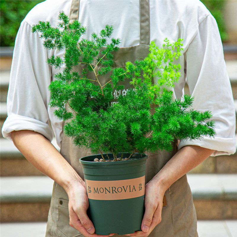 蓬莱松盆栽庭院室外阳台四季常青植物气质观叶树形绿植好养易打理