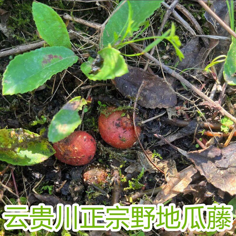 野地瓜藤苗盆栽云贵川童年地石榴苗野生果地枇杷地果泡儿藤苗根