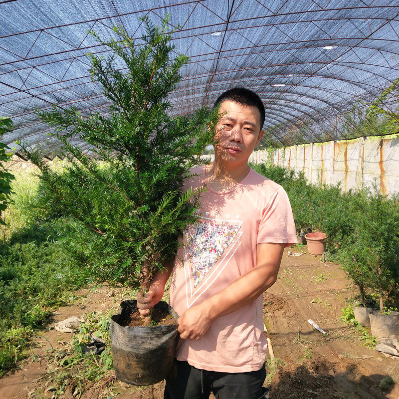 耐寒型正宗东北红豆杉树树苗盆栽地栽植物室内好养当年接果