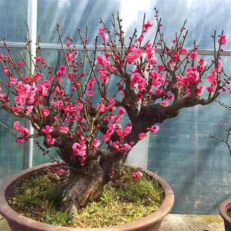 耐寒梅花盆栽老桩花卉植物室内好养活朱砂梅庭院阳台盆景树苗