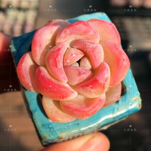 冰玉多肉 果冻色 多头群生 韩国 奶油 冰玉多肉植物 一物一拍