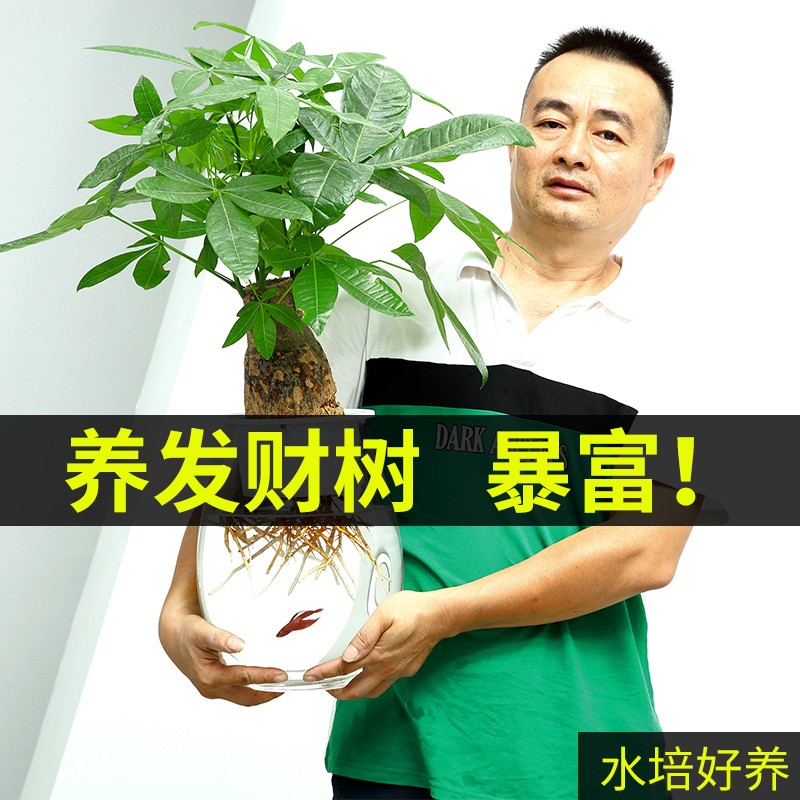 培发财树盆栽养绿植物含盆书房四季容易养活