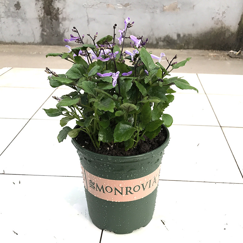 吸毒草花卉绿植盆栽 莫纳薰衣草特丽莎 阳台室内盆景 吸甲醛吸毒