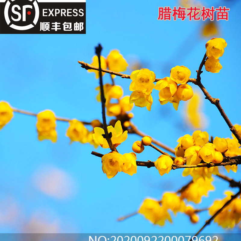 原生腊梅花树苗庭院绿化绿植花卉冬季开花浓香型腊梅盆栽浓香耐寒