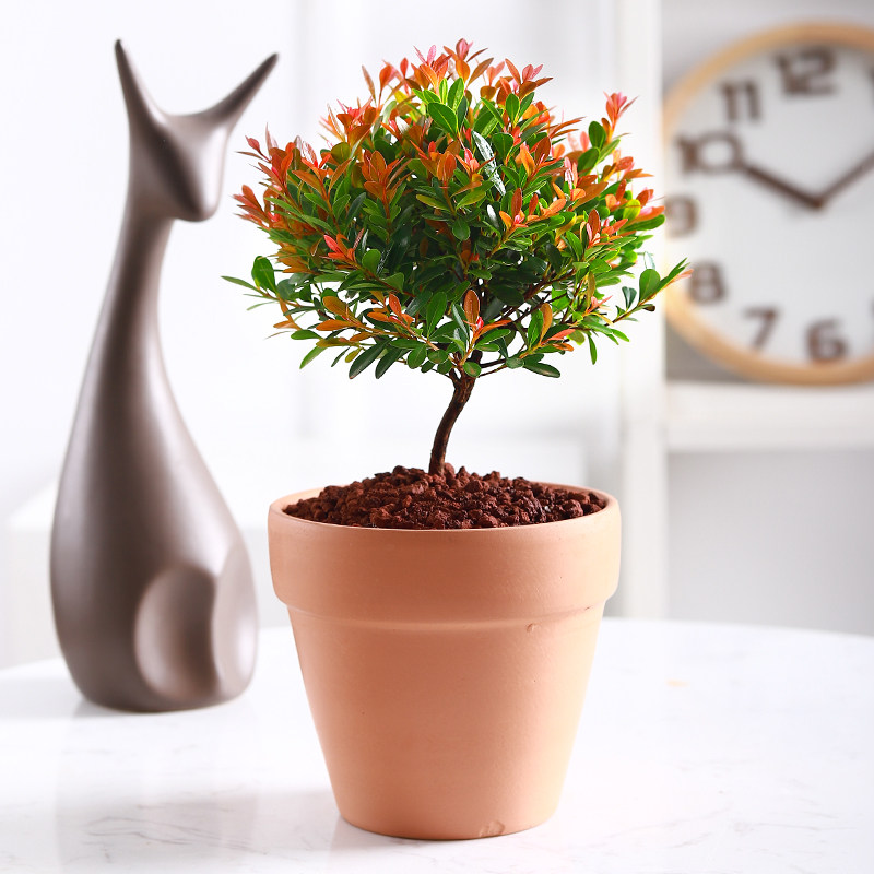 小叶赤楠盆景室内盆栽植物室绿植小精致桌名贵花卉好养活